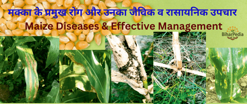 मक्का के प्रमुख रोग और उनका जैविक व रासायनिक उपचार | Maize Diseases & Effective Management in Hindi