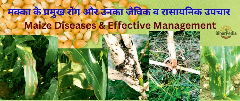 Maize Diseases मक्का के प्रमुख रोग और उनका जैविक व रासायनिक उपचार | Maize Diseases & Effective Management in Hindi