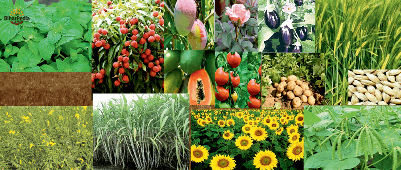 March month Farming pic March month Farming