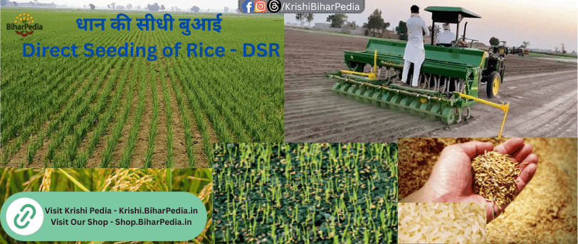Direct Seeding of Rice - DSR