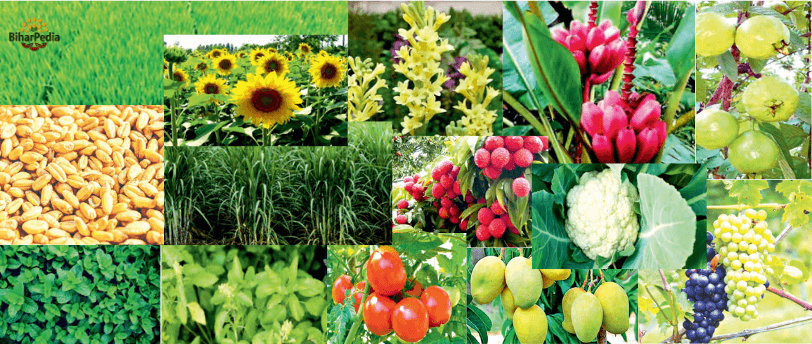 May month Farming