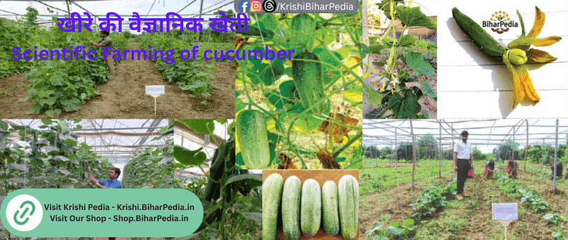 खीरे की वैज्ञानिक खेती