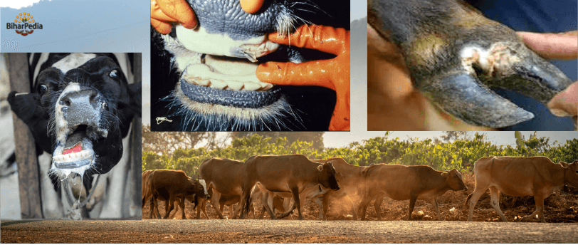 Foot and mouth disease of animals Foot and mouth disease of animals