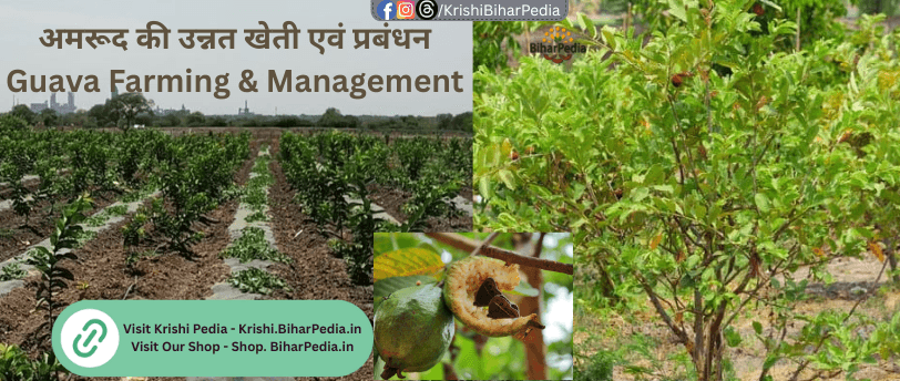 Guava Farming & Management Guava Farming & Management