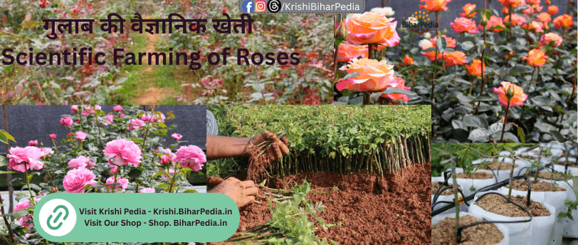 Rose Farming Scientific Farming of Roses
