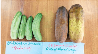 Tender and over-matured fruit of Swarna Sheetal