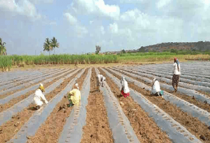mulching in cucumber
