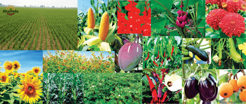 July Month Farming