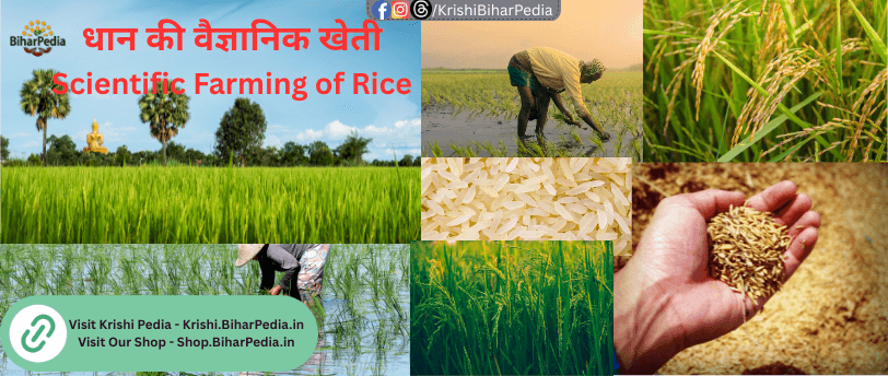 Scientific Farming of Rice