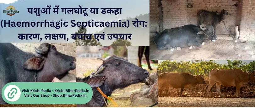 गलघोंटू (Haemorrhagic Septicaemia - HS) रोग Haemorrhagic Septicaemia