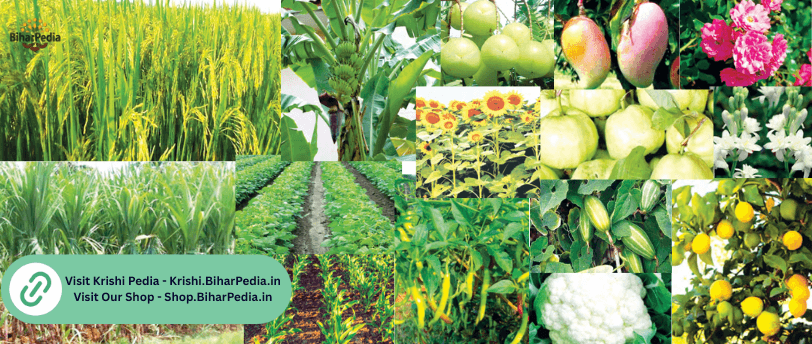 August Month August Month Farming