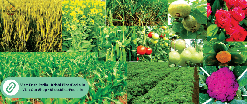 November Month Farming