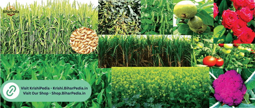 December Month Farming