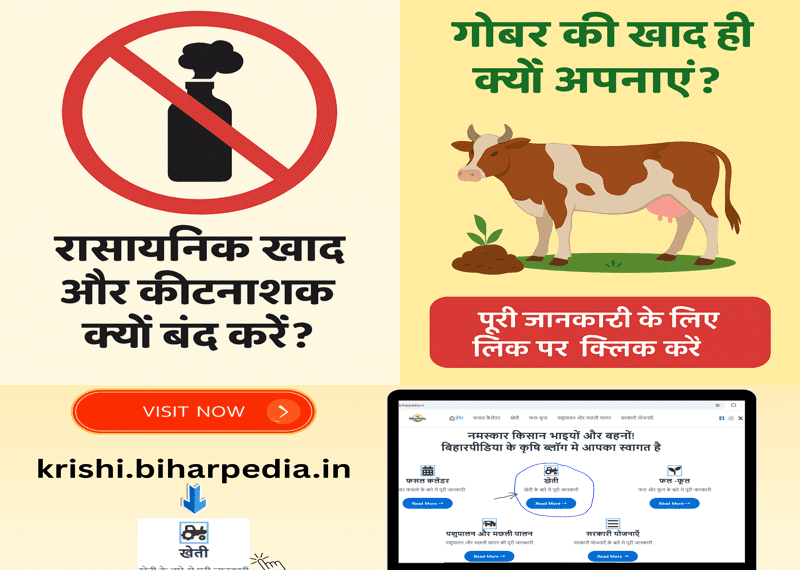 No Chemical & Fertilizers