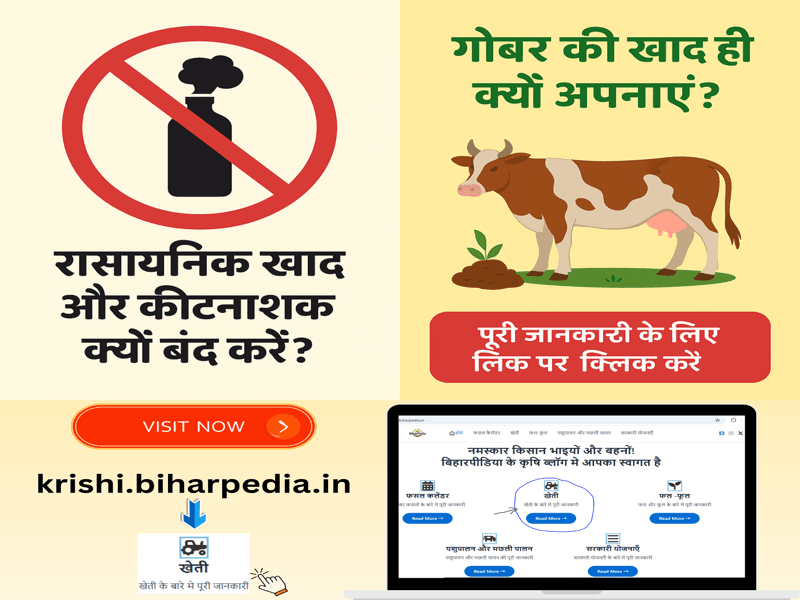 No Chemical & Fertilizers