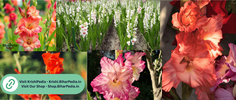 ग्लैडियोलस की व्यावसायिक खेती – एक मुनाफेदार शुरुआत