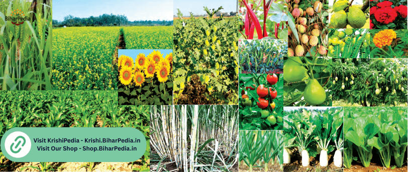 January Month Farming