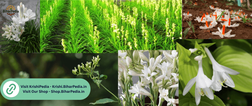 रजनीगंधा की खेती – फूलों से मुनाफे तक का सफर