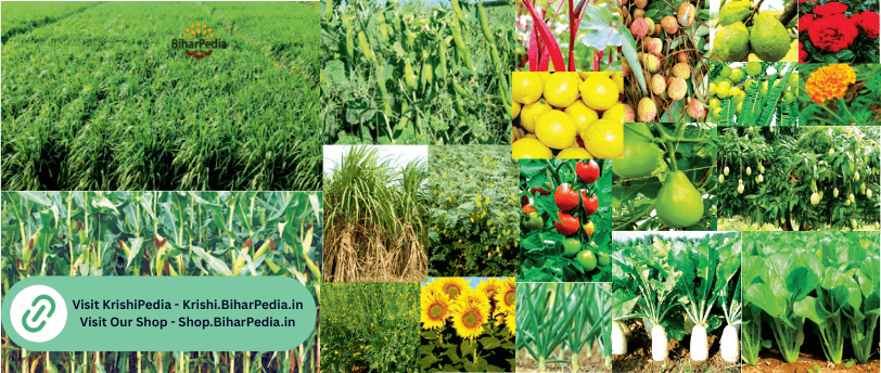 February Month Farming