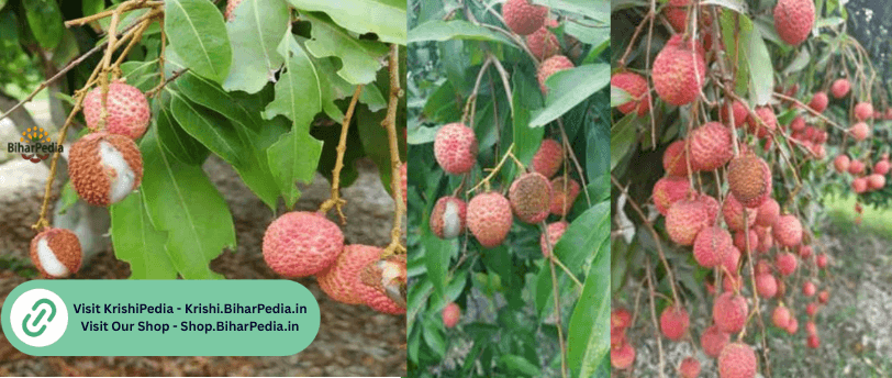 Fruit Cracking in Litchi