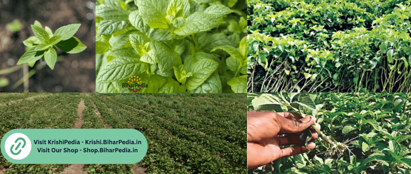 Mint (Mentha) Farming