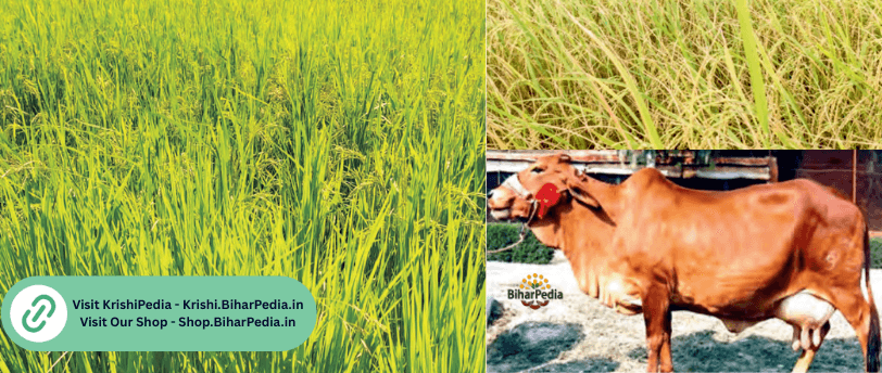 Natural Farming of Paddy